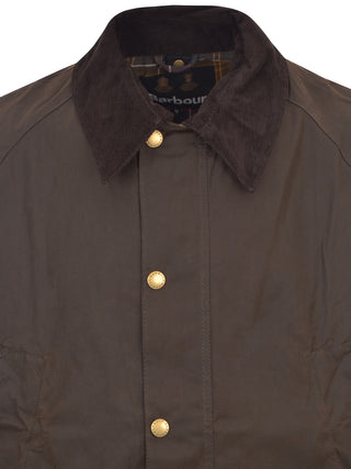 OL71 OLIVE
